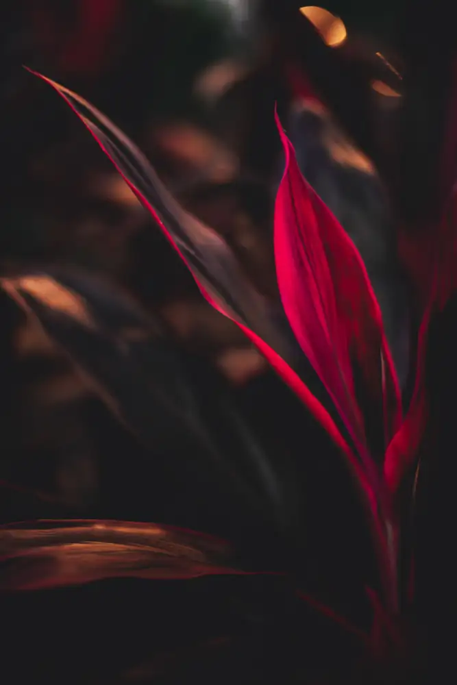 Mossholder, Tim: Red Plan at Dusk