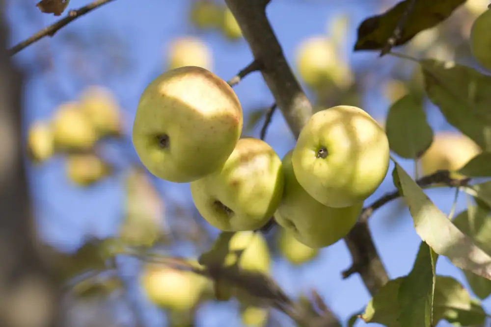 Mossholder, Tim: Fruitful