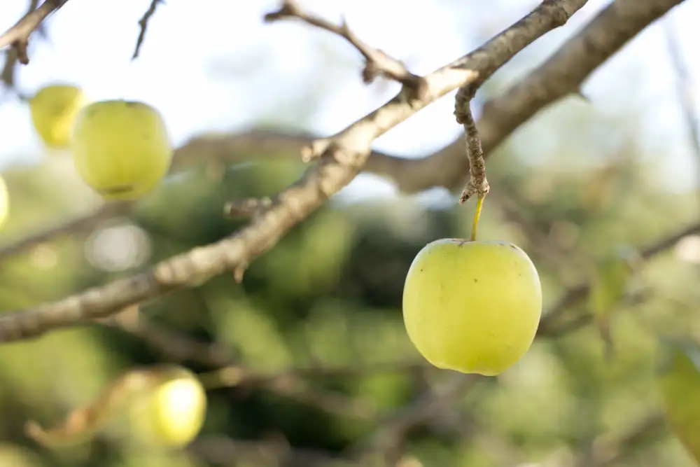 Mossholder, Tim: Apples
