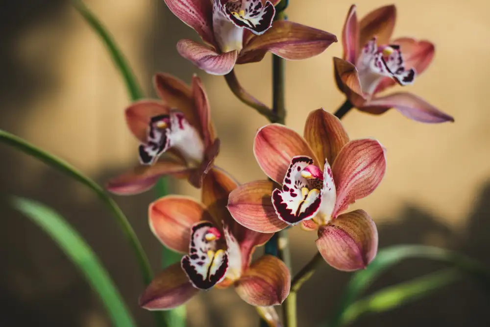 Mossholder, Tim: Orange Orchids