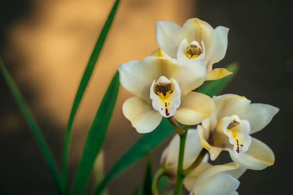 Mossholder, Tim: White Orchids