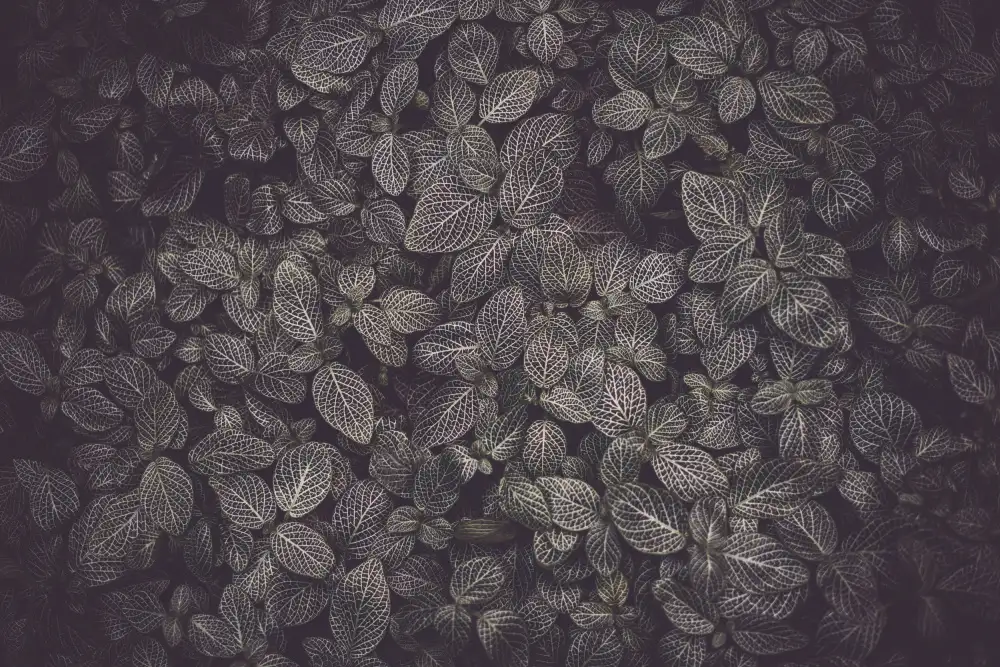Mossholder, Tim: Flora Blanket