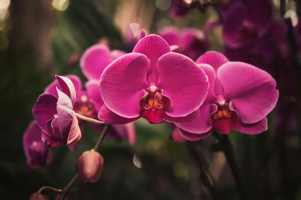 Mossholder, Tim: Hot Pink Orchid
