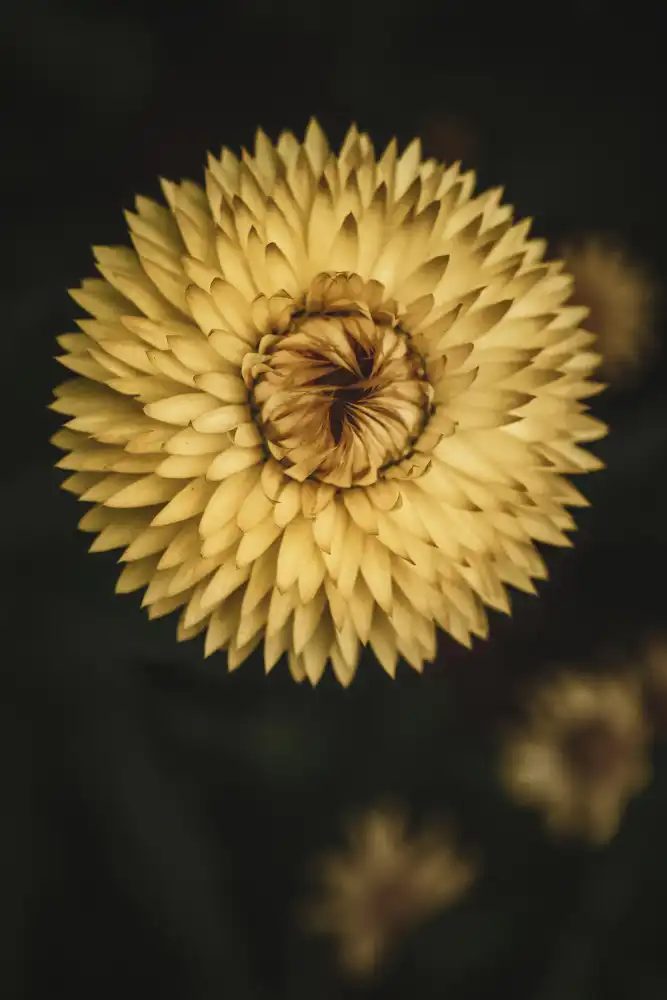 Mossholder, Tim: Yellow Floral Texture