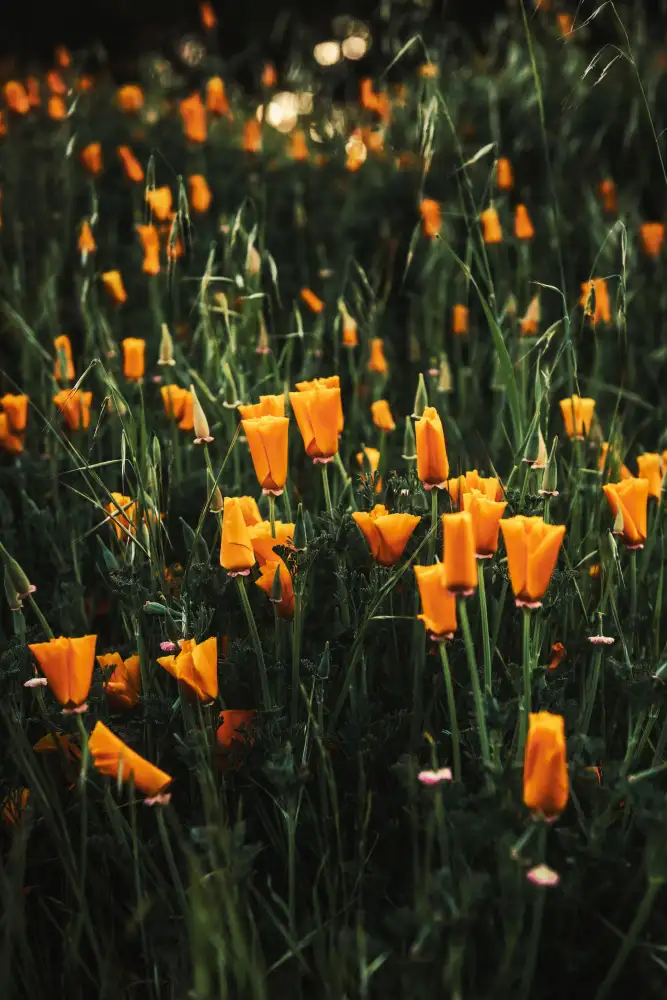 Mossholder, Tim: Golden Poppies