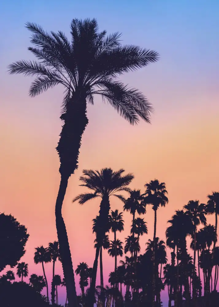 Mossholder, Tim: Palms at Sunset
