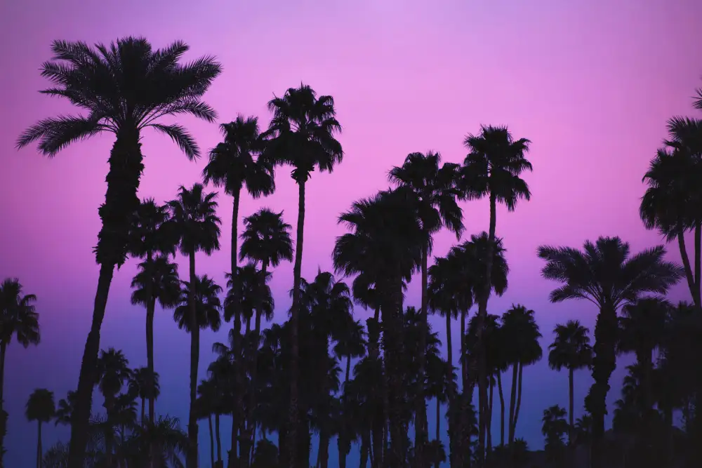 Mossholder, Tim: Palms with Pink Sky
