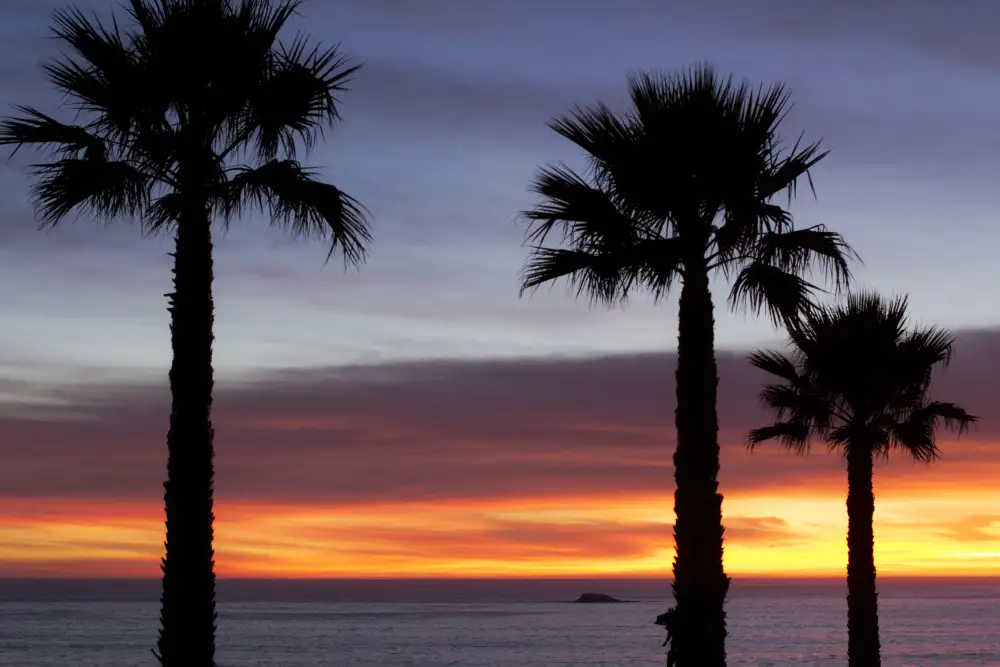 Mossholder, Tim: Palms at Sunset