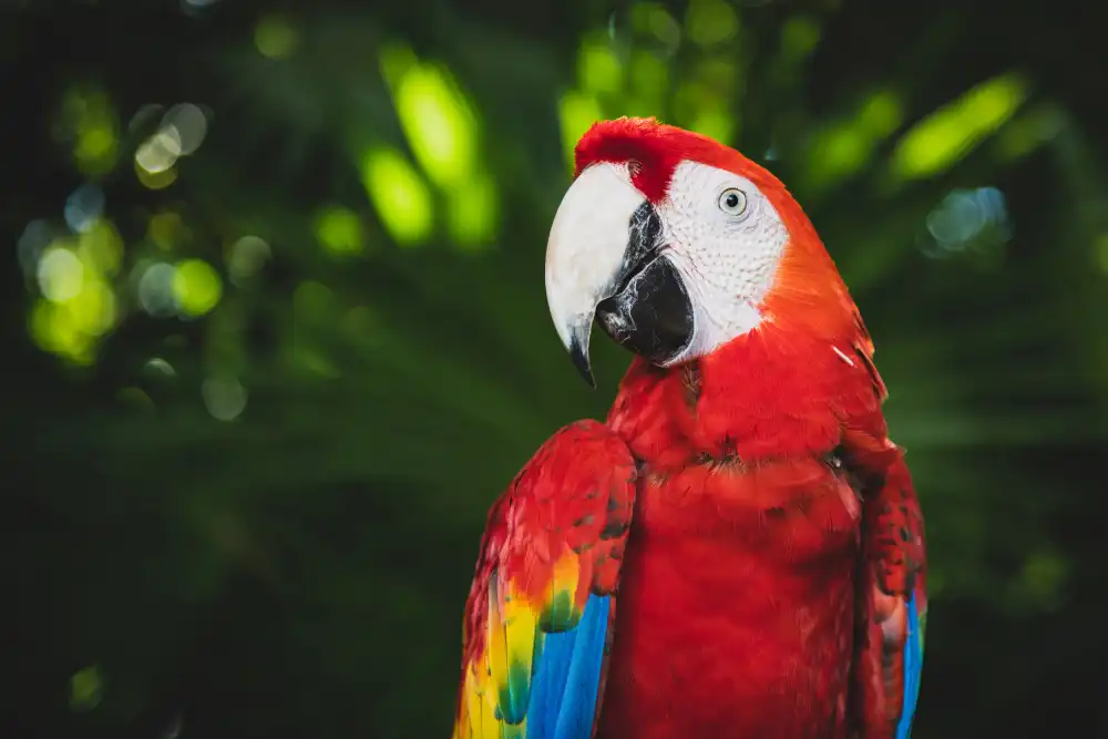 Mossholder, Tim: Colorful Parrot