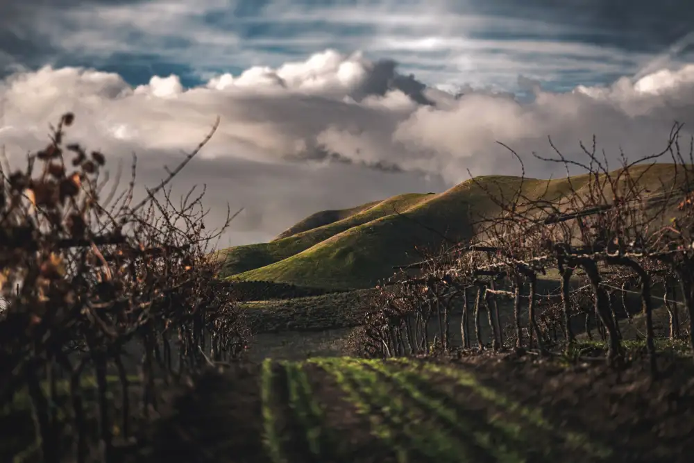 Mossholder, Tim: Dark Vineyards
