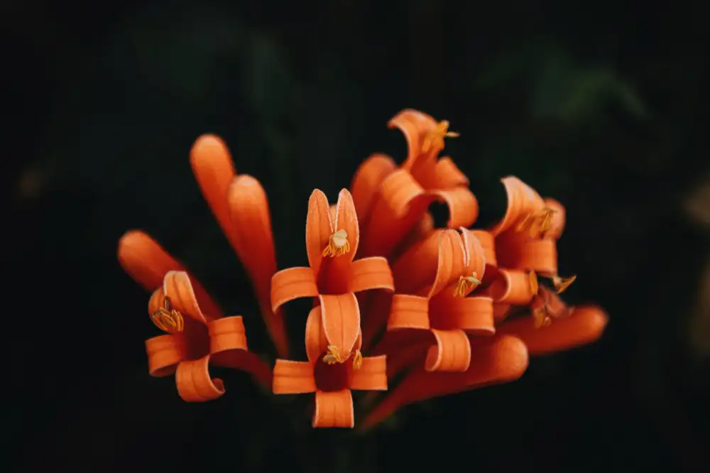 Mossholder, Tim: Orangefarbene Blumen