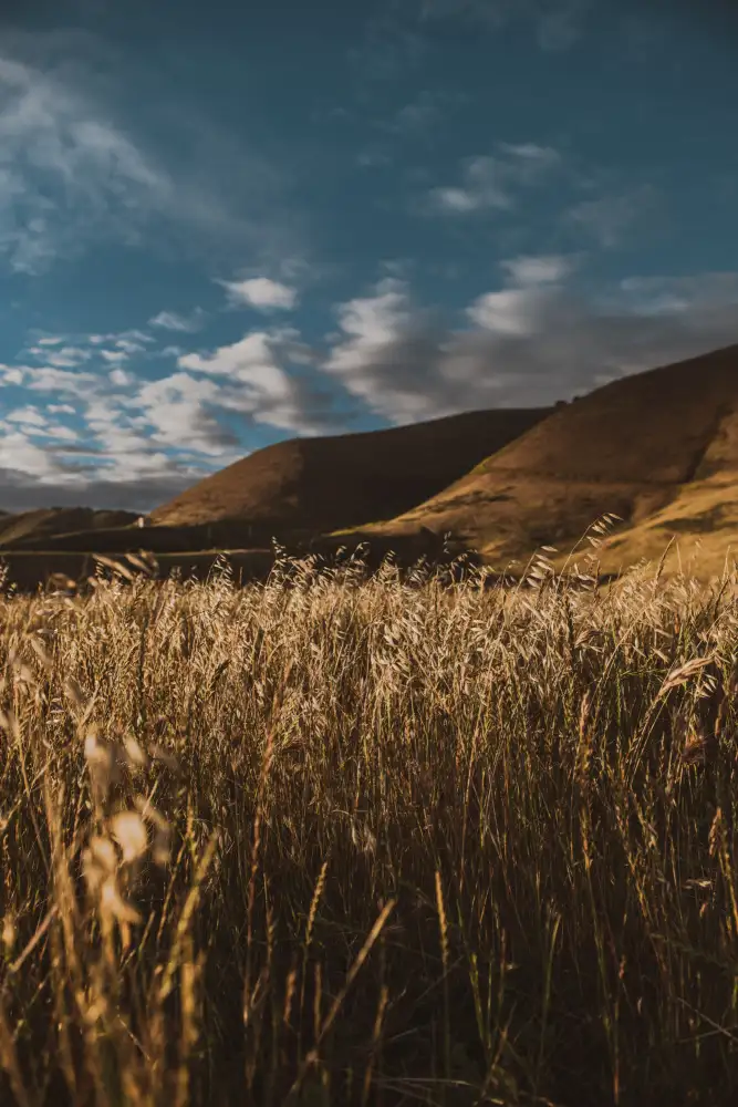 Mossholder, Tim: Hang und Gras