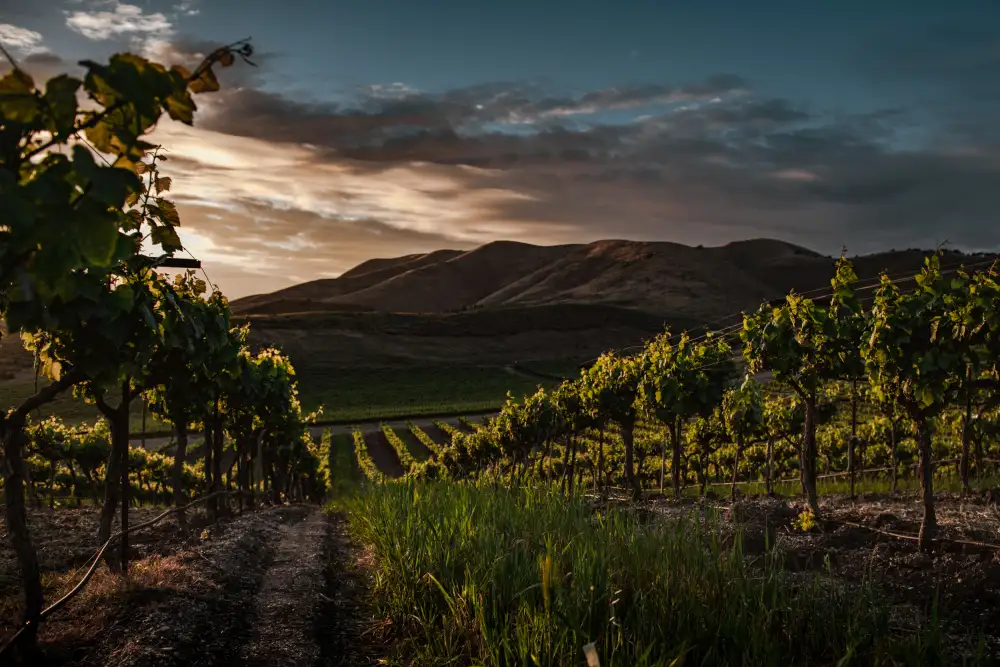 Mossholder, Tim: Vinyards