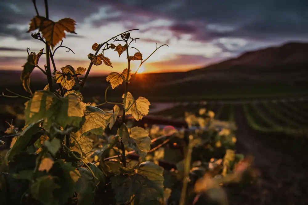 Mossholder, Tim: Weinberge