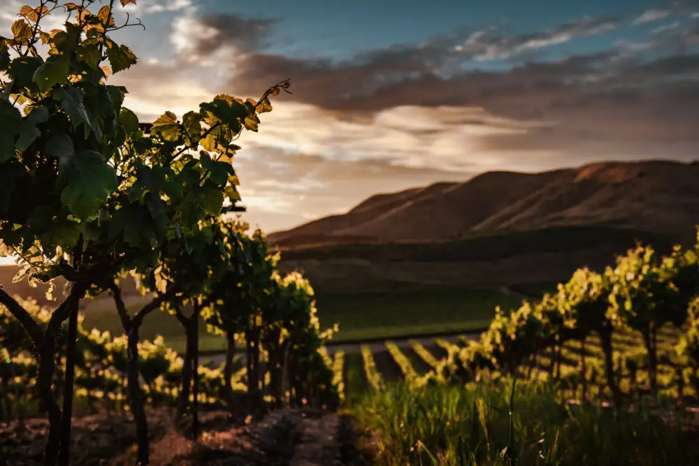 Mossholder, Tim: Vineyards