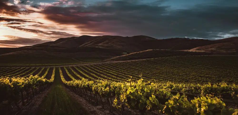 Mossholder, Tim: Vineyards