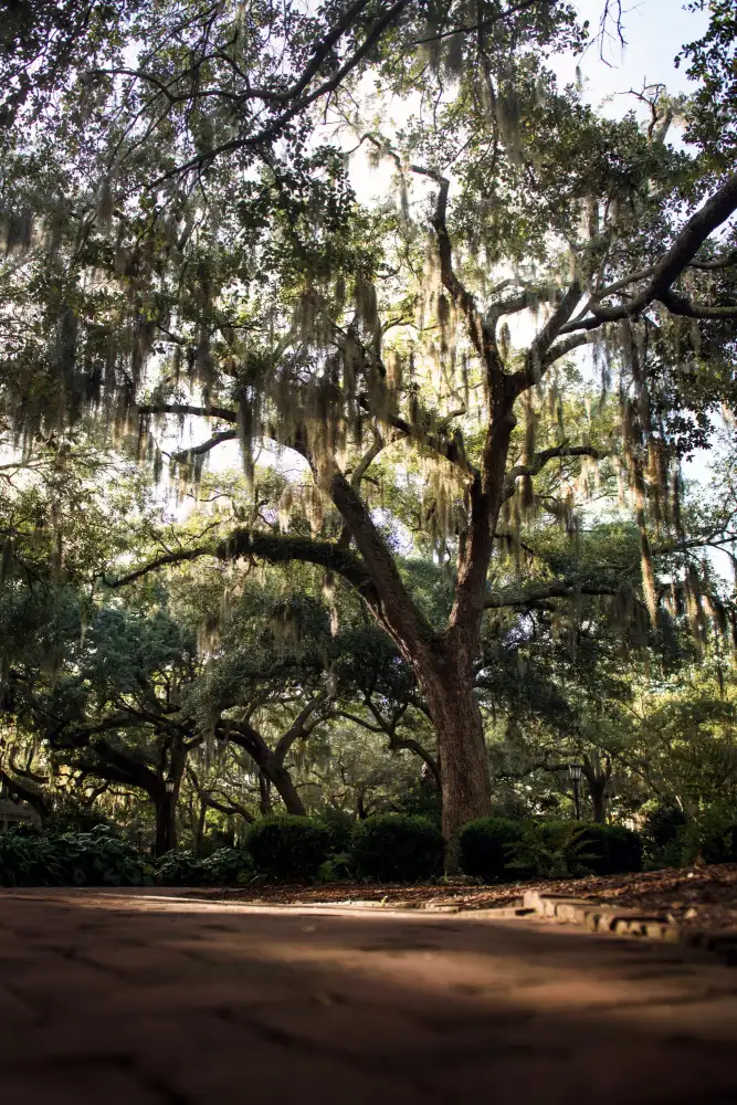 Mossholder, Tim: Oaks in Savannah