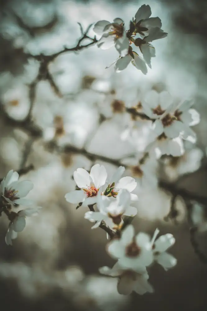 Mossholder, Tim: Mandelblüten