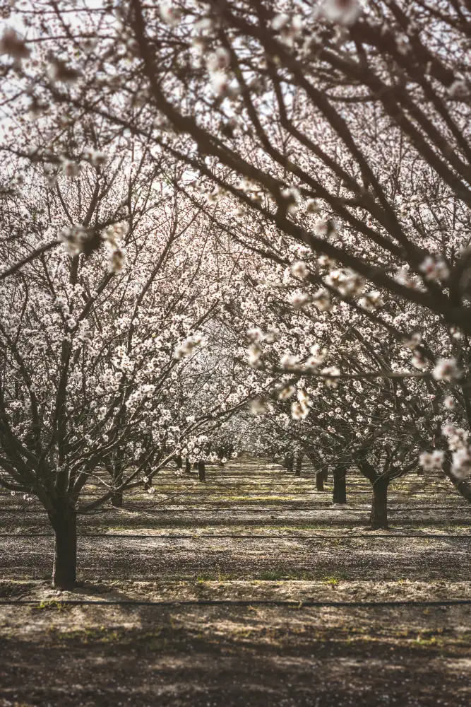 Mossholder, Tim: Almond Orchard