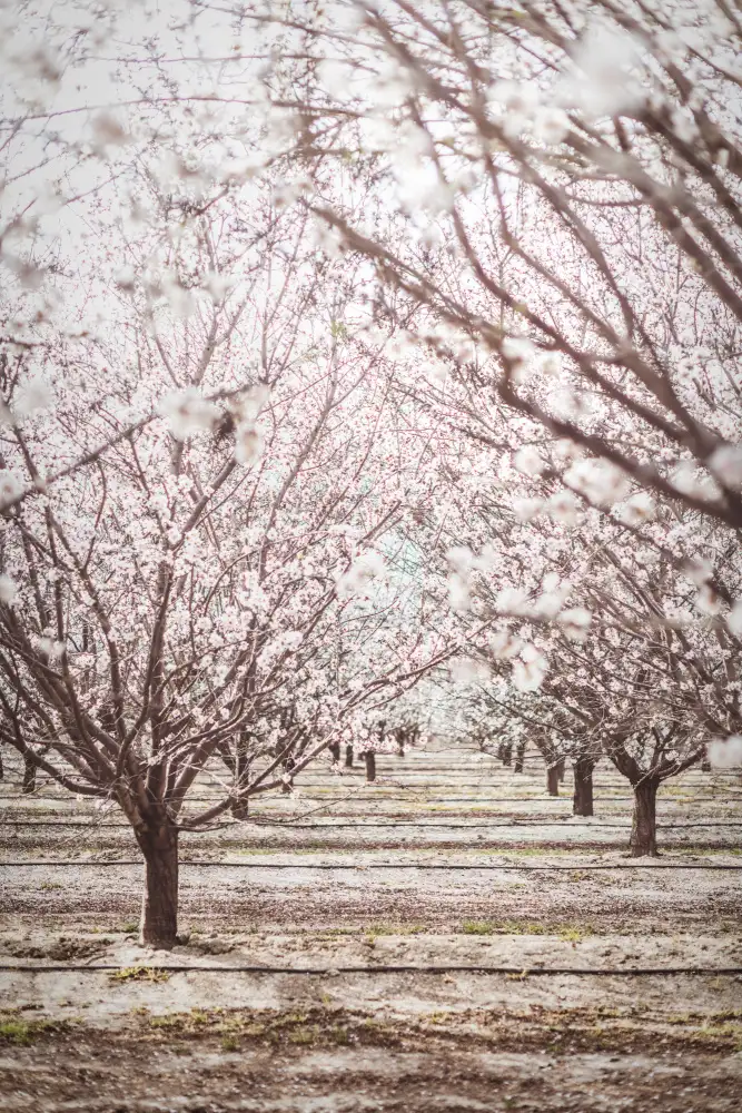 Mossholder, Tim: Almond Orchard