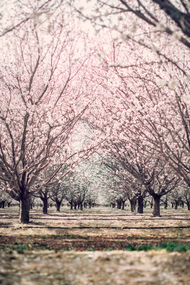 Mossholder, Tim: Almond Orchard