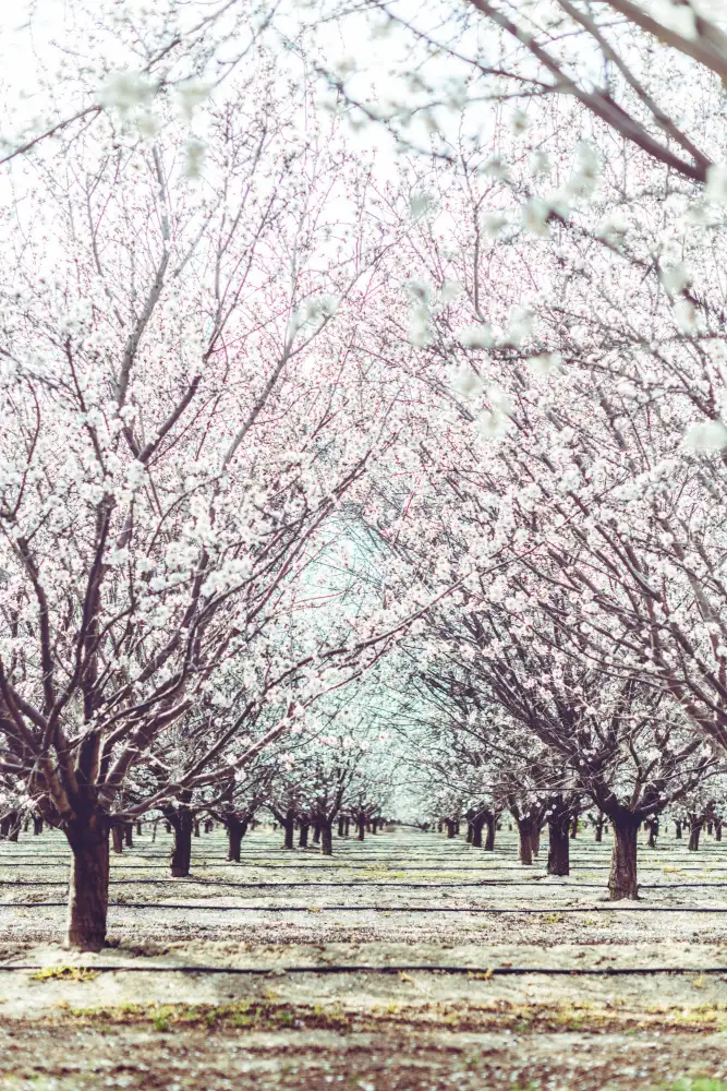 Mossholder, Tim: Almond Orchard