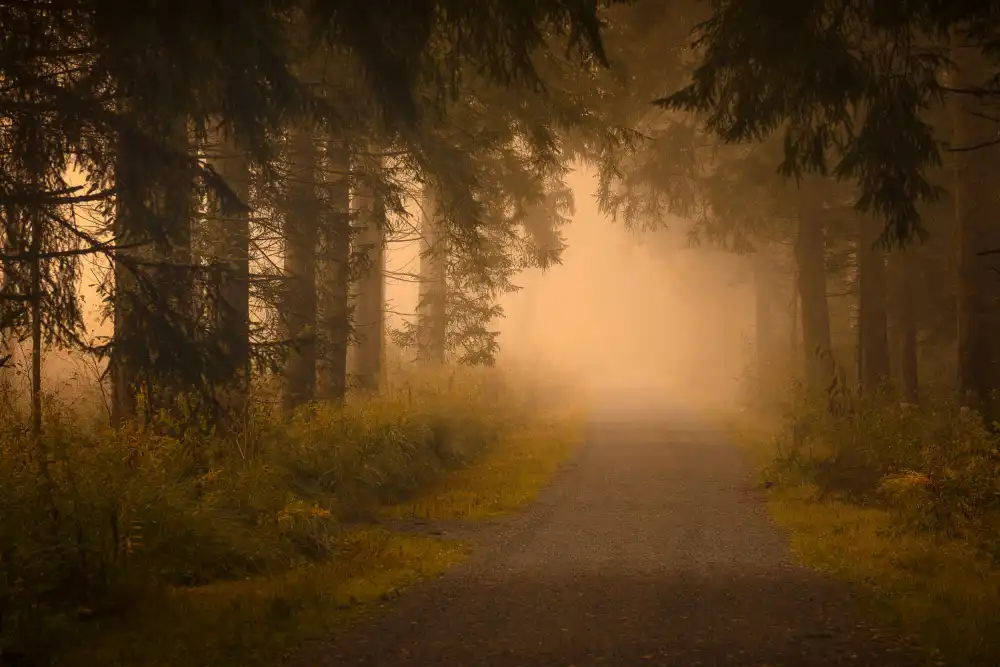 Maier, Norbert: On the way into the fog