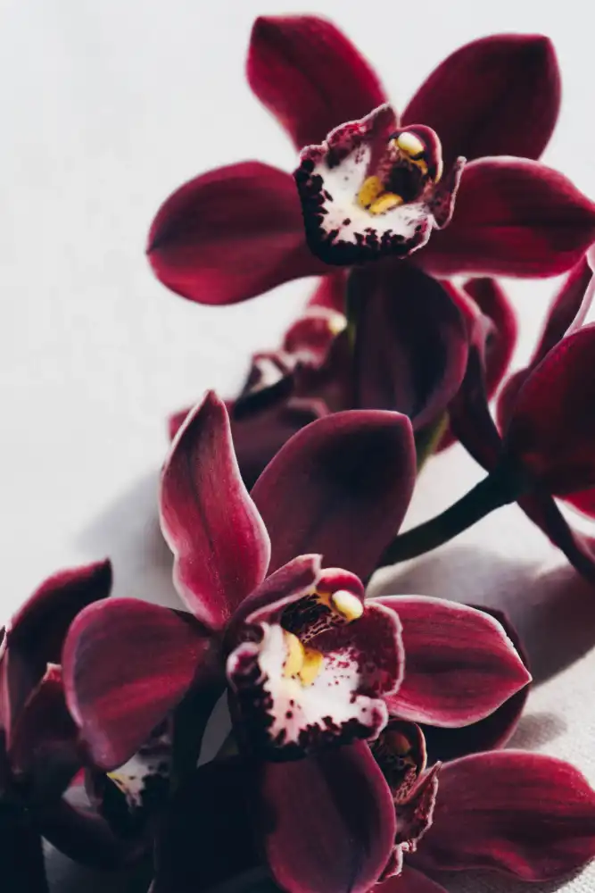 uplusmestudio: Velvet Orchid