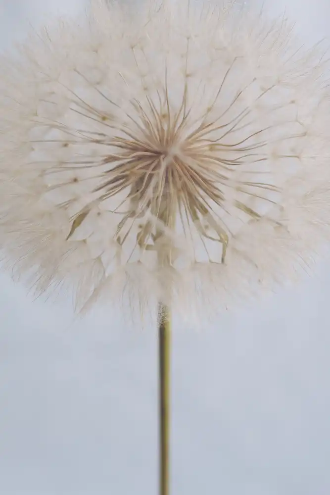 uplusmestudio: Delicate Dandelion
