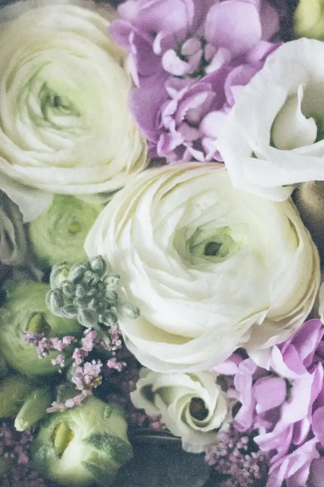 uplusmestudio: Lovely Ranunculus