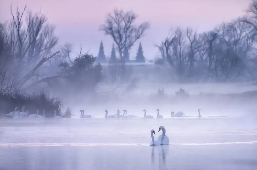 Zhang, Joan: Swans of the world