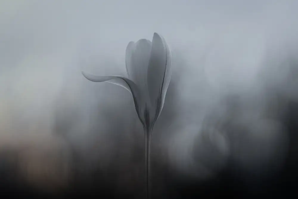 Grønkjær, Lotte: Crocus