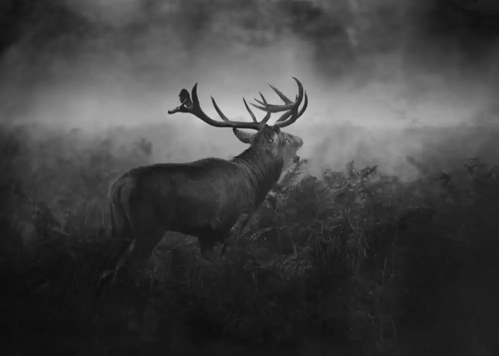 Fabrowski, Robert: Il lato oscuro del bosco...