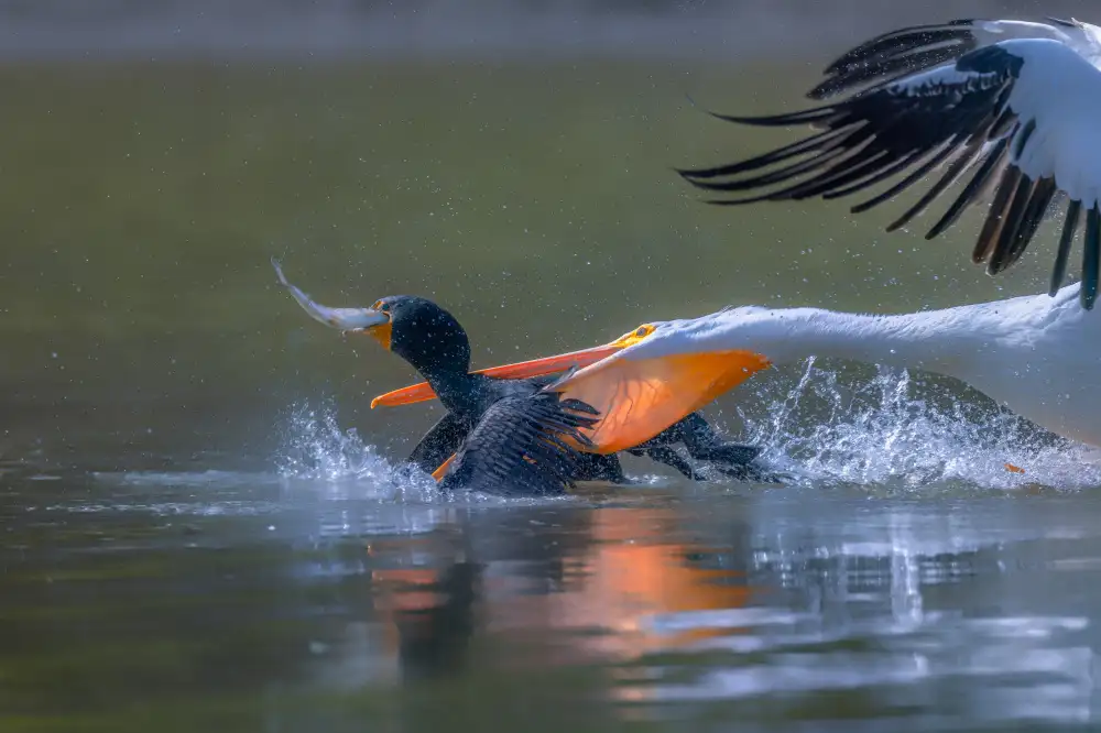 Huang, Johnson: Pellicone e cormorano