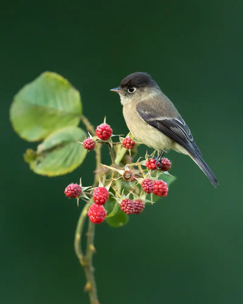Zygmunt, Milan: Black-capped flycatcher