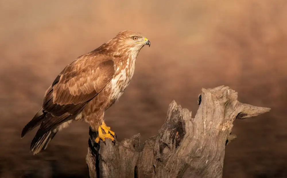 Barisone, Marco: Mäusebussard