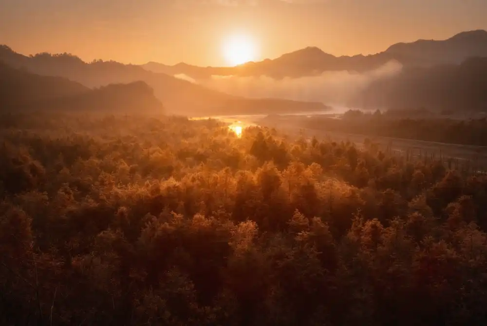 Hao, Damon: Red forest