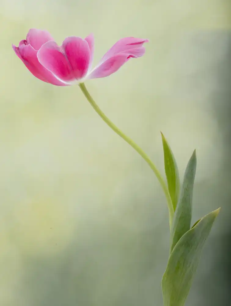 Lester, D Linda: Tulipano primaverile