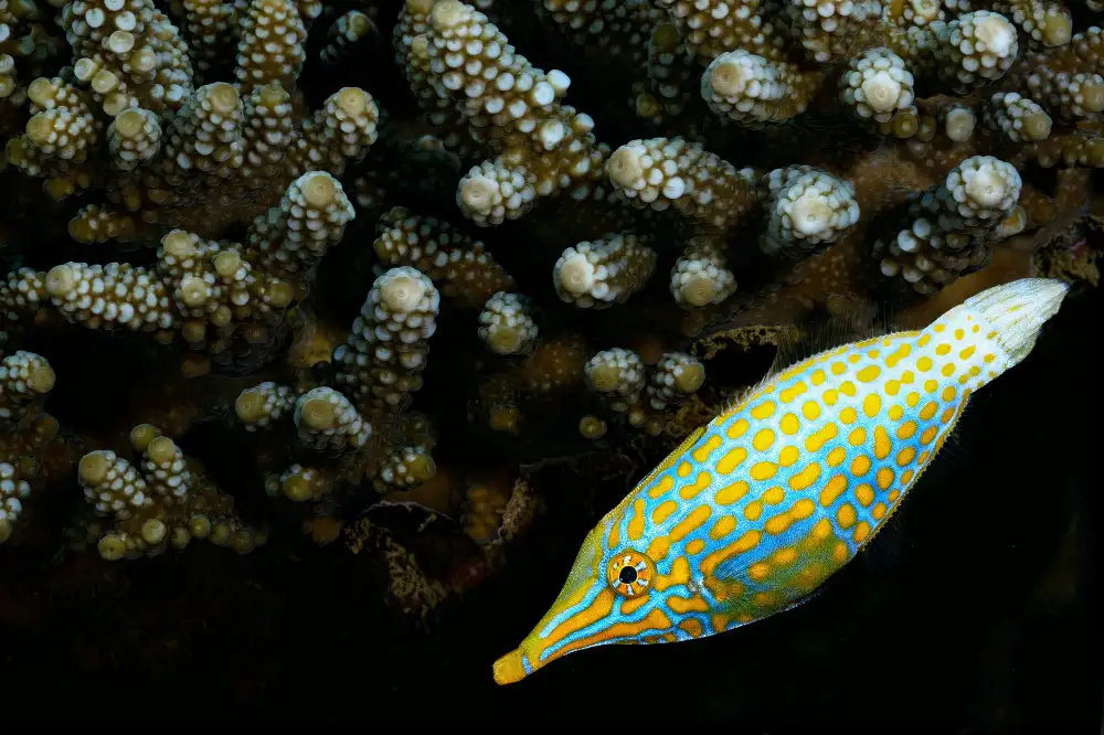 Melesan, Serge: Pesce lime