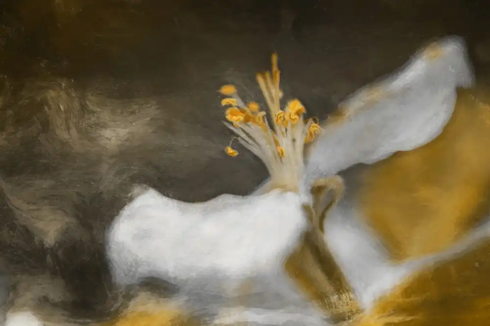 Kiral, Cicek: Il Fiore