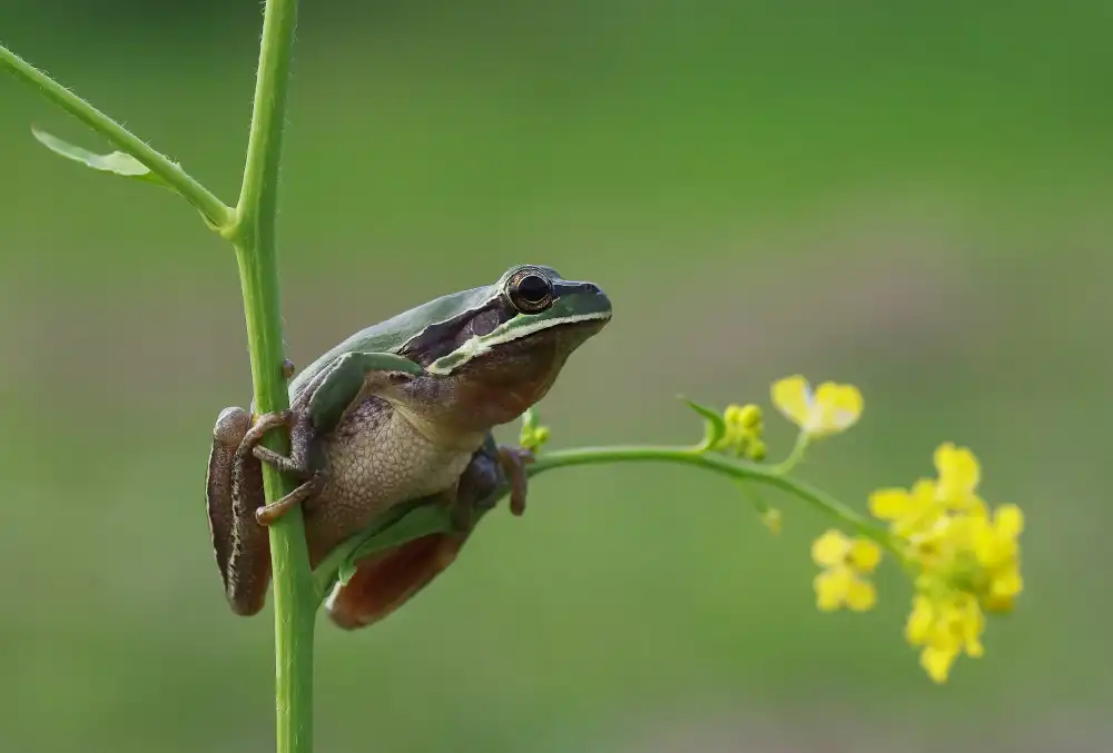 Şener, Savaş: Le frog