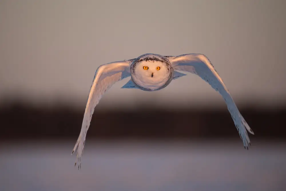 Pozzi, Marco: Flying