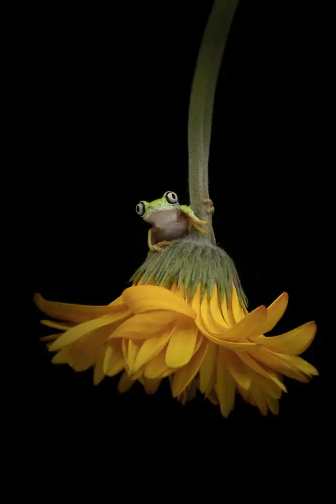 Lester, D Linda: La raganella del lemure e la gerbera