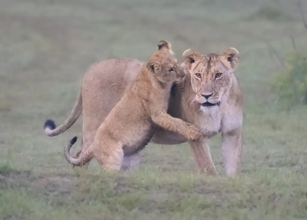 Jiao, Yang: Mother and cub