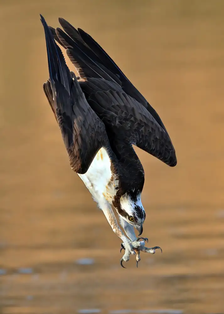 Lam, Gavin: Falco pescatore in azione