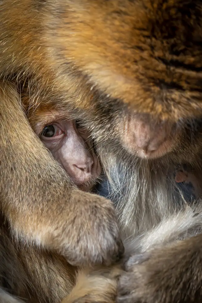 Leinemann, Ulrike: Berber Monkey Baby in Motherly Care