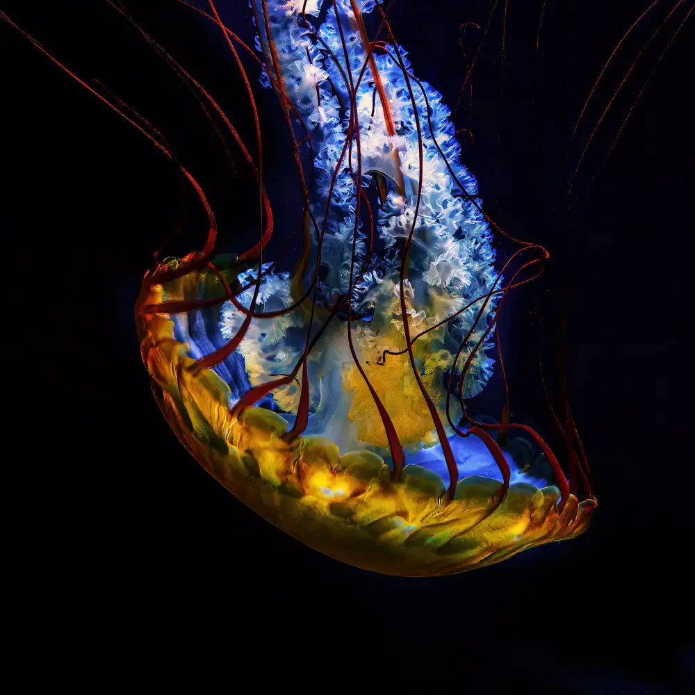 Tesching, Klaus: Jelly