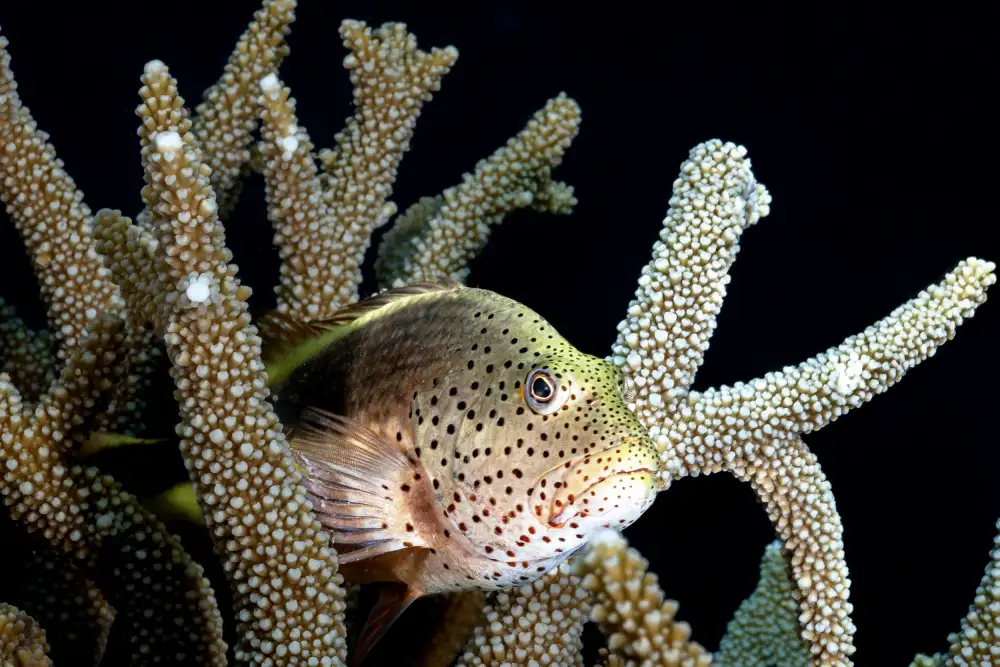 Melesan, Serge: Coral living