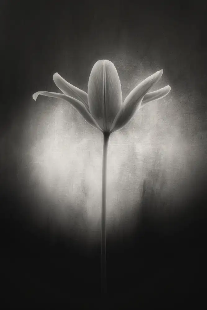 Grønkjær, Lotte: Tulip in black and white