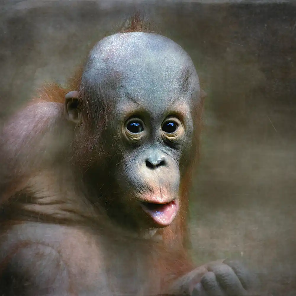 Droste, Holger: young Orang Utan